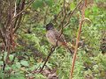 G (110) Red-vented Bulbul - Yala NP